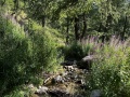 IMG_8726