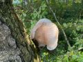 IMG-20240922-WA0020